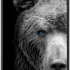 Bear Poster