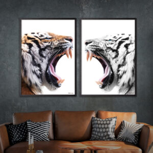 Color-Tiger-White-Tiger-Ramar 1